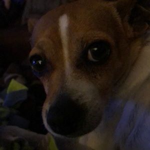 Meet your Posher, Dean